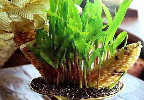 新乡青储机厂家